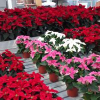Roses de NoÃ«l