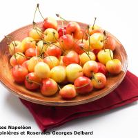 Bigarreau NapolÃ©on
