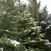 Sapins de NoÃ«l