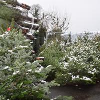Sapins de NoÃ«l