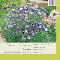 Aquilegia 'Spring Magic Navy & White'