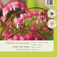 Dicentra spectabilis