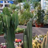 Cactus & plantes grasses