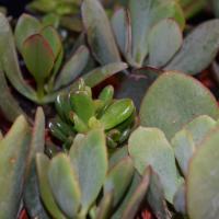 Cactus & plantes grasses