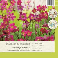 Saxifraga (A) 'Carpet Purple'