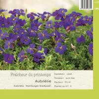 Aubrieta 'Hamburger Stadtpark'