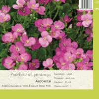 Arabis little treasure 'Deep pink'