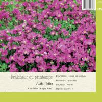 Aubrieta 'Royal red'