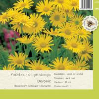 Doronicum o. 'Leonardo