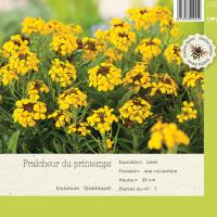Erysimum 'Goldstaub'