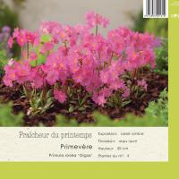 Primula Rosea Gigas
