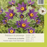 Pulsatilla vulgaris  'Pulsar Violet Shade''