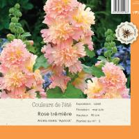 Alcea Rosea Apricot