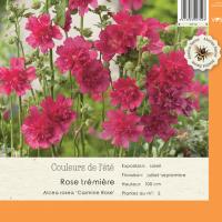Alcea Rosea Carmine Rose