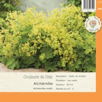 Alchemilla Mollis