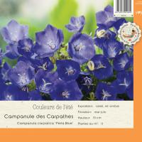 Campanula Carpatica Perla Blue