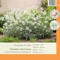 Cerastium tomentosum Sillberteppich