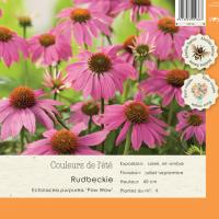 Echinacea purpurea Pow Wow