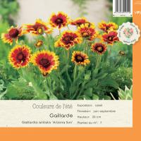 Gaillardia aristata Arizona Sun