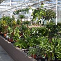 Plantes vertes