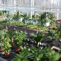 Plantes vertes