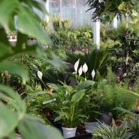 Plantes vertes