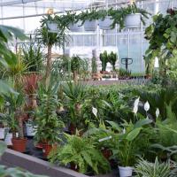 Plantes vertes