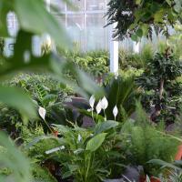 Plantes vertes