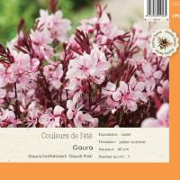 Gaura lindheirmerii Gaudi Pink'
