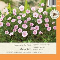 Geranium Sanguineum var Striatum