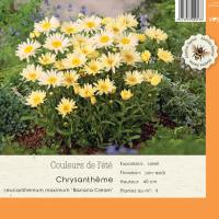 Leucanthemum maximum Banana Cream
