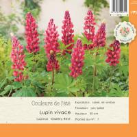 Lipinus 'Gallery Red'