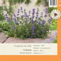 Nepeta Faassenii