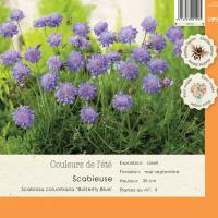 Scabiosa Columbaria 'Butterfly Blue'