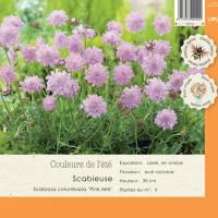 Scabiosa Columbaria 'Pink Mist'