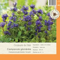 Campanula Glomerata Acaulis