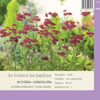 Achillea millefolium 'Cerise queen'