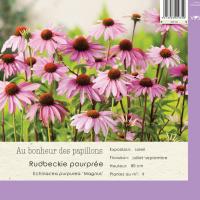 Echinacea purpurea 'Magnus'