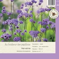 Verbena bonariensis