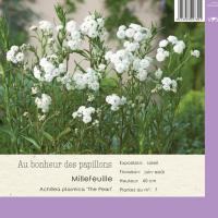 Achillea ptarmica 'The pearl'