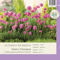 Armeria maritima splendens 'Sea Pink'