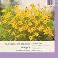 Coreopsis verticillata