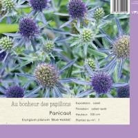 Eryngium planum 'Blue Hobbit'