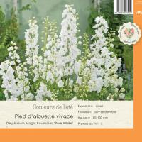 Delphinium Magic Fountains 'Pure White'