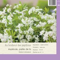 Galium odoratum
