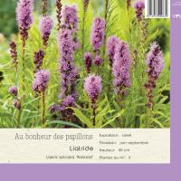 Liatris spicata 'Kobold'