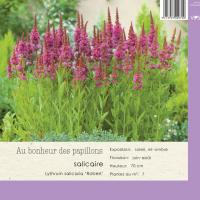 Lythrum salicaria 'Robert'