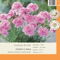 Dianthus plumarius Double Rose