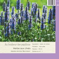 Nepeta nervosa 'Blue Moon'