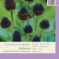 Rudbeckia occidentalis 'Green Wizzard'